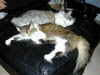 DSCN3346