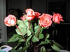 DSCN5297