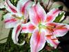 DSCN0424