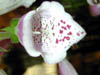 DSCN0427